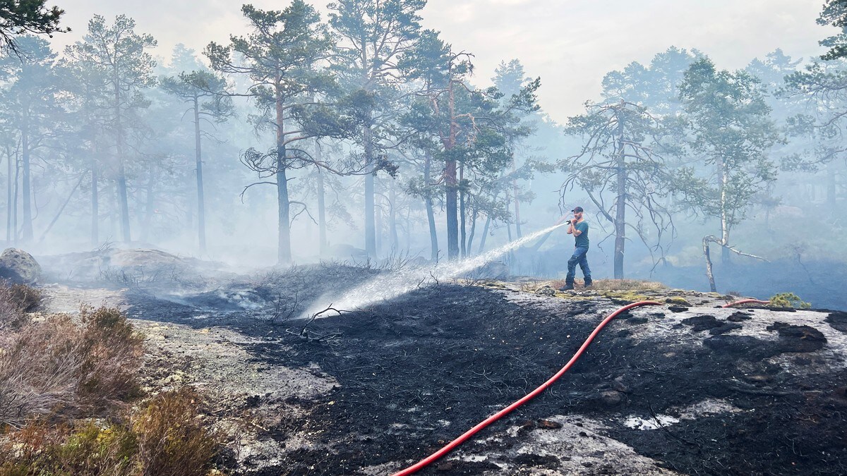 Stor skogbrannfare i Agder: – Din ild, ditt ansvar