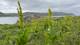 Privat Den svært giftige planten Finnmarksnyserot sprer seg på Nordkyn.