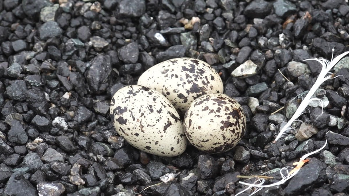 Disse eggene stanset asfaltarbeid: – Fuglene må få ro, sier byggeleder