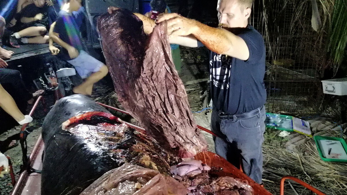 Hval Dode Med 40 Kg Plast I Magen Siste Nytt Nrk