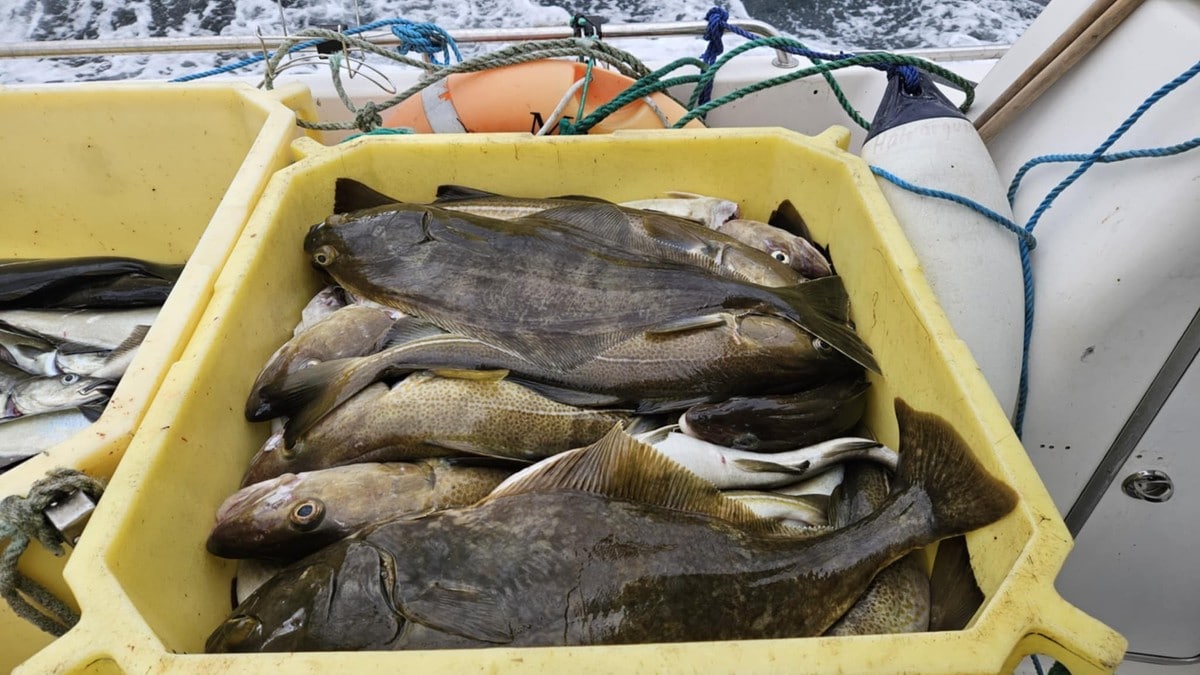 «All» torsken er i Lopphavet: – Tok hele kvoten på tre dager