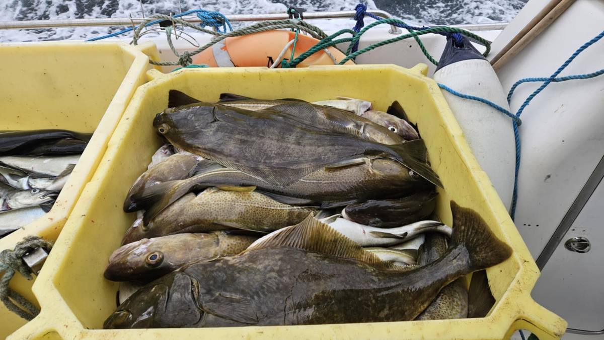 «All» torsken er i Lopphavet: – Tok hele kvoten på tre dager