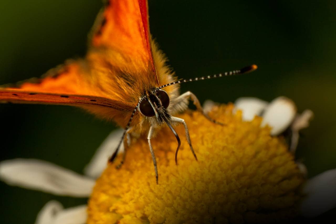 Vi er veldig nærme en sommerfugl. Vanligvis ser vi nesten bare vingene på den, men her ser vi ansiktet og de store utstående fasettøynene og de lange antennene. Den er hårete og rar, men fortsatt fascinerende vakker.