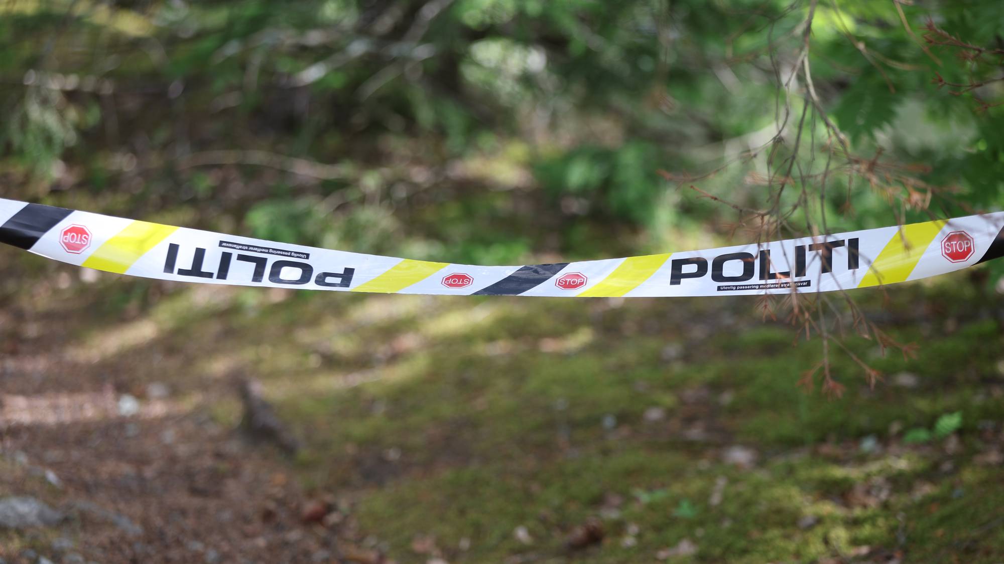 Politiets sperrebånd er spent opp i et skogholt. Båndet har teksten "POLITI" og flere "STOP"-symboler. Bak båndet er det grønne trær og lysebrun skogbunn. (Bildebeskrivelsen er laget av en KI-tjeneste)