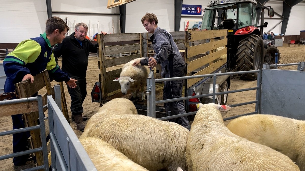 Farlig virus sprer seg: Dropper saueprogram på landbruksmesse