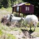Foto: Helena Viktoria Johnsen / NRK Sauer på byfjella i Bergen