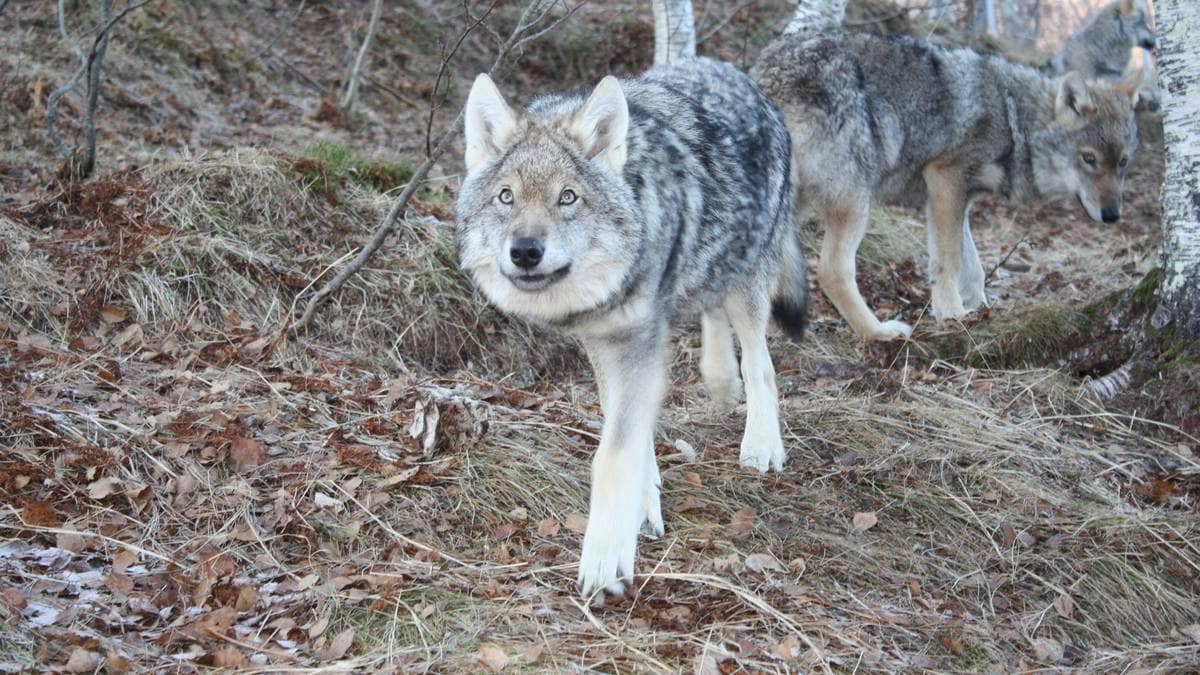 Ordfører om ulv på rømmen i beitemark: – Bør vurdere å skyte dem