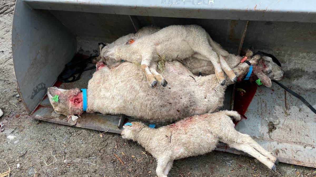 Saueflokken blei angripen av hund to dagar på rad