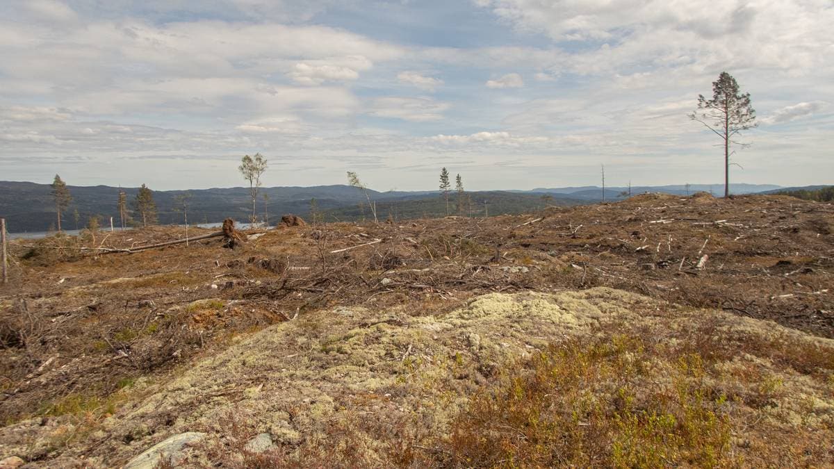 Protected forests – NRK – put more pressure on government after logging in Klima