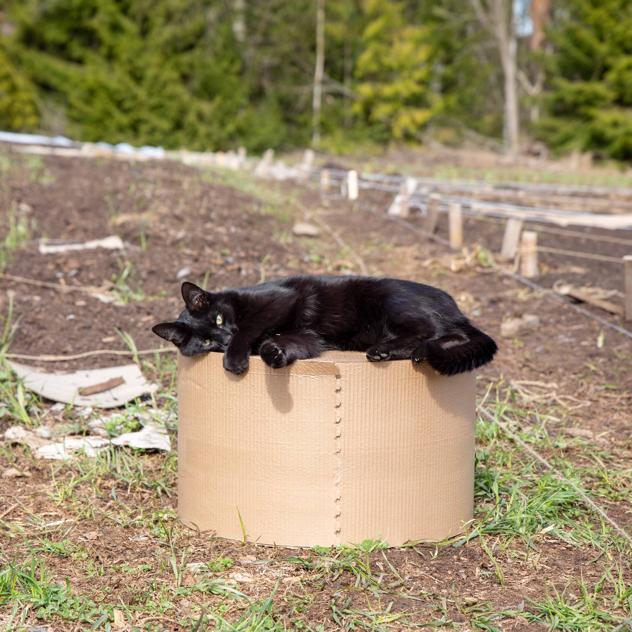 Katten Sirius Svart er alltid med Marte Olsen