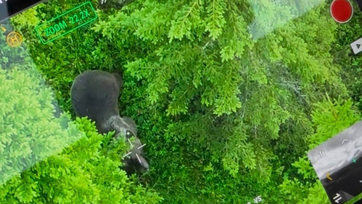 Dronejakt på bjørn: – Må bruke hjelpemidlene som vi kan