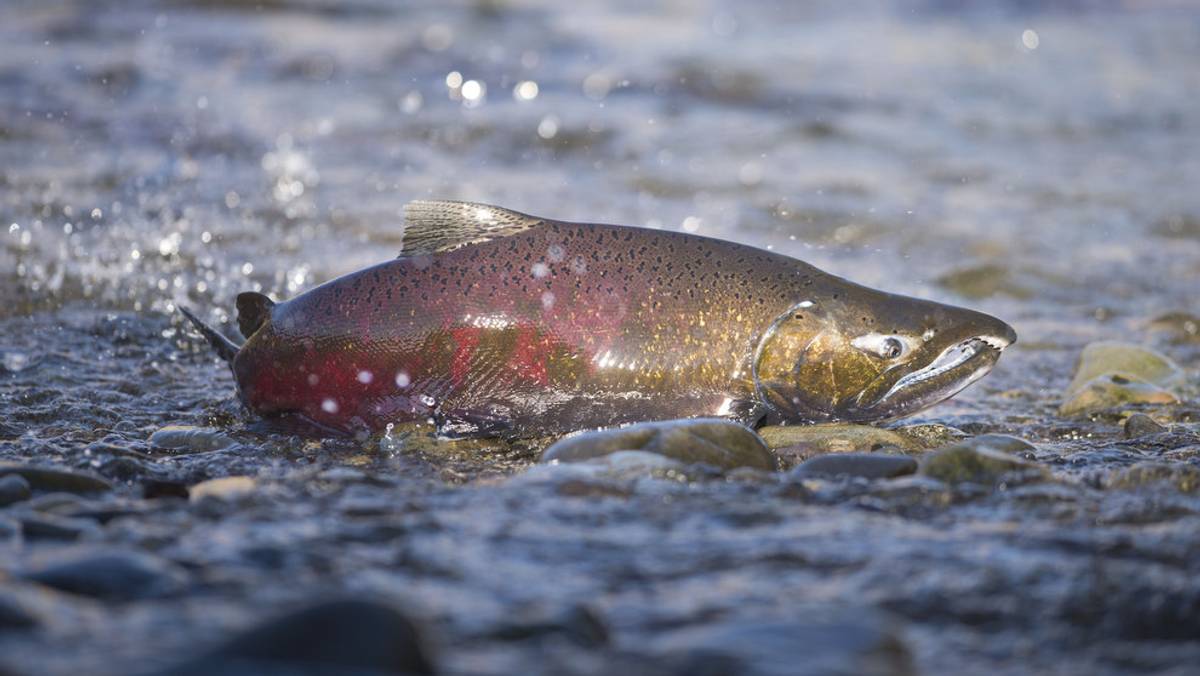 Fishing for this salmon is prohibited – NRK Sápmi