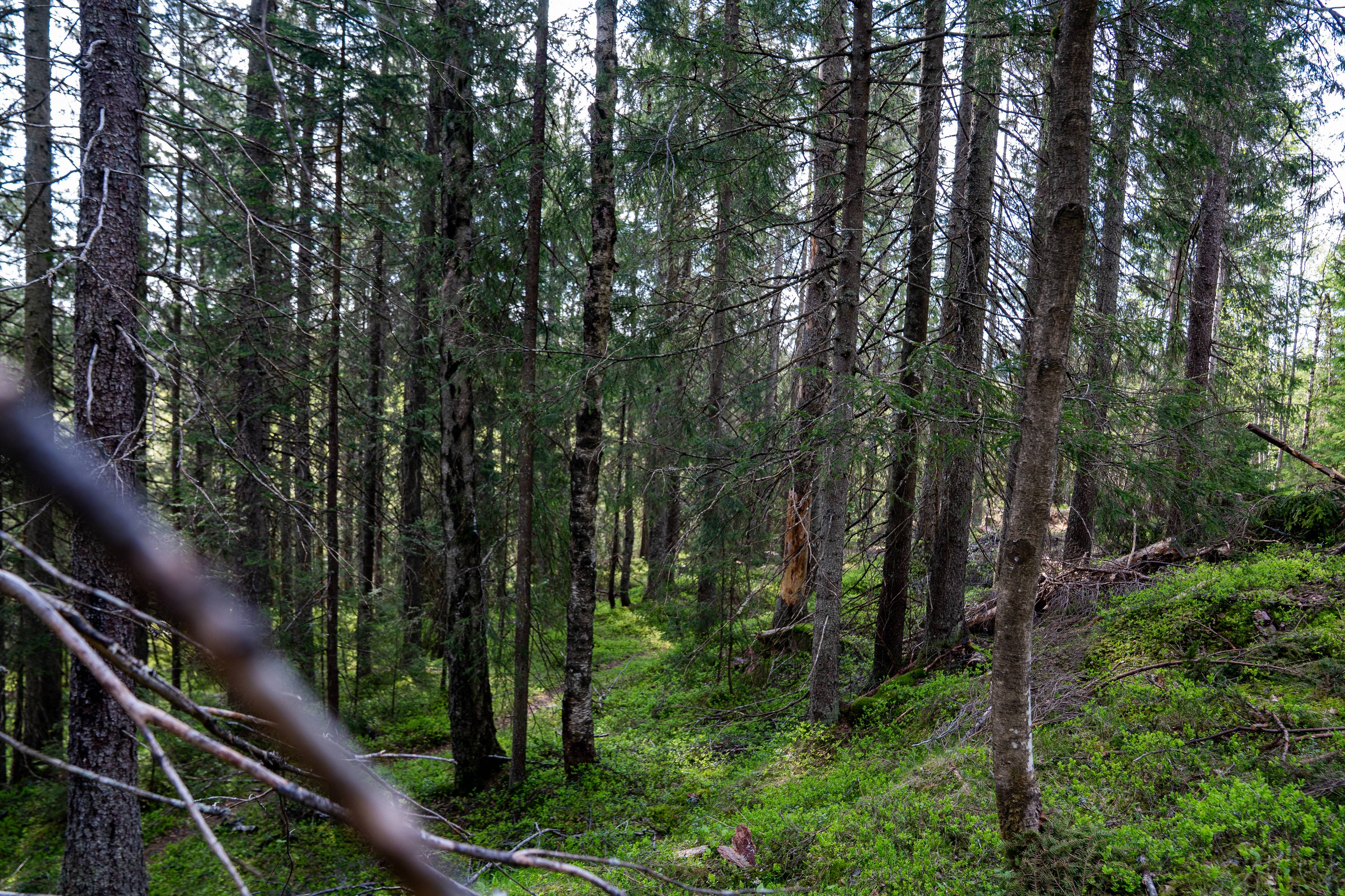 En mørk granskog med tett vegetasjon i bunnen. Trærne står tett og lyset slipper bare så vidt gjennom. Det er en sti som snirkler seg gjennom skogen. (Bildebeskrivelsen er laget av en KI-tjeneste)
