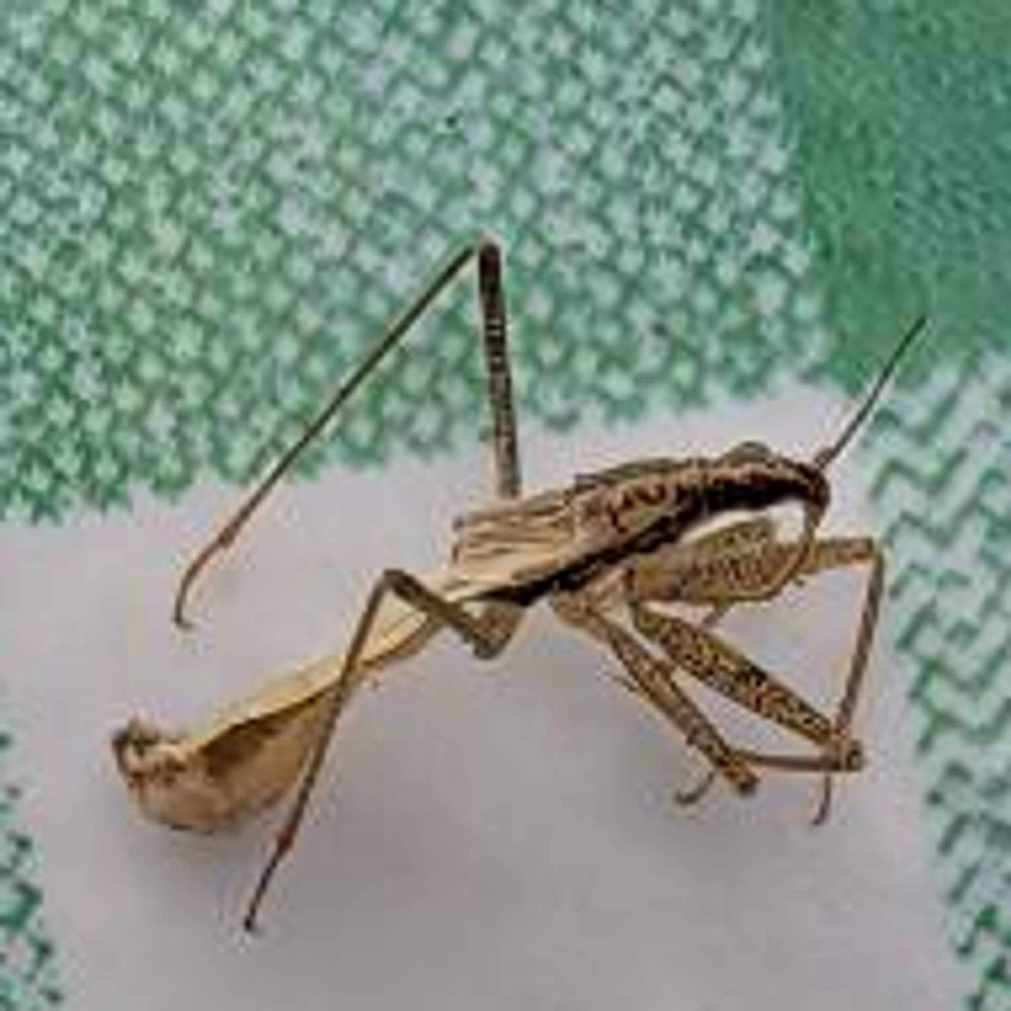 Merkelig insektsbitt etter hagearbeid