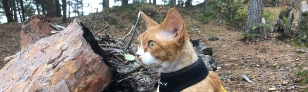 Katt foran en stubbe