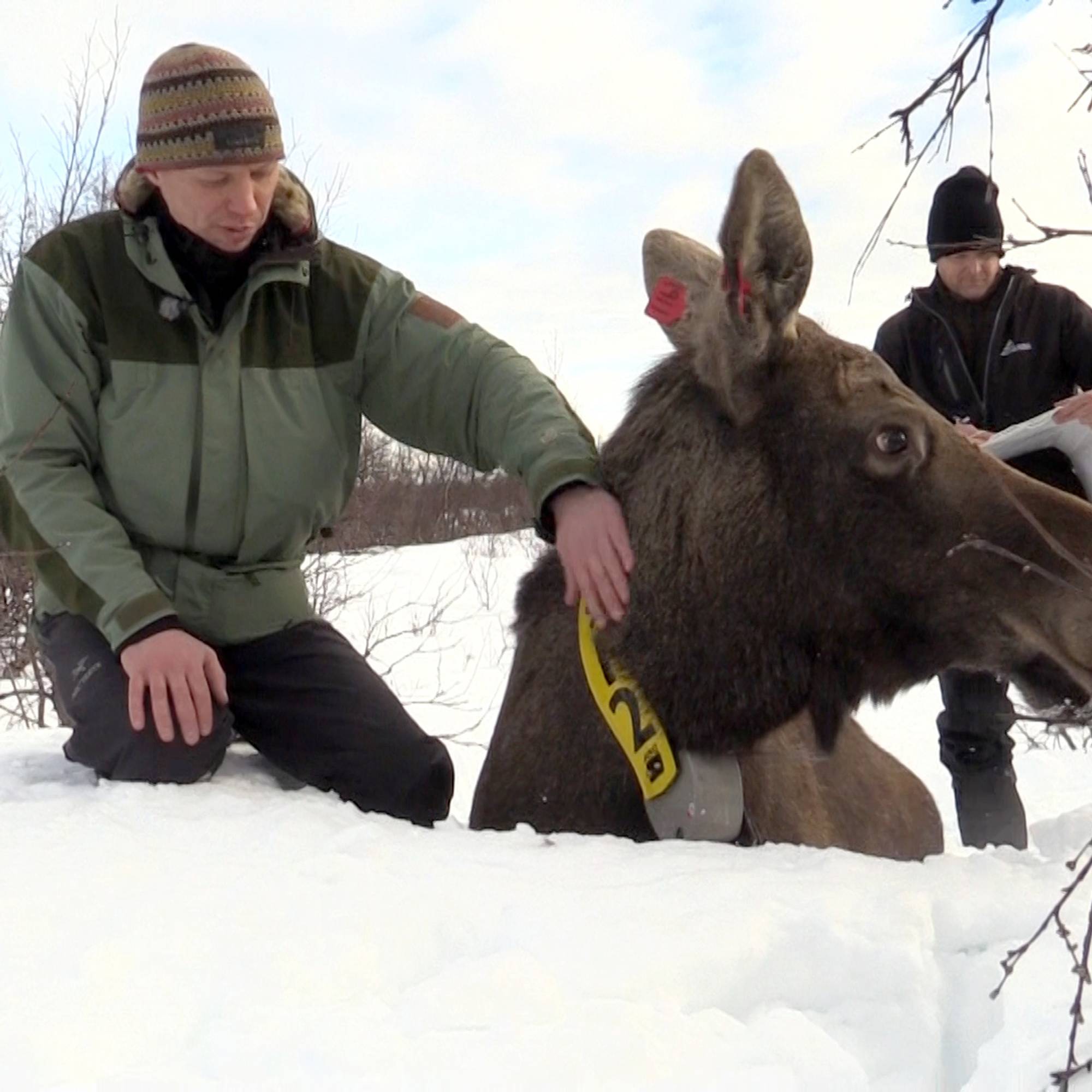 elg som kryssar vegen gir fare for elgpåkøyrslar i Finnmark – NRK Troms ...