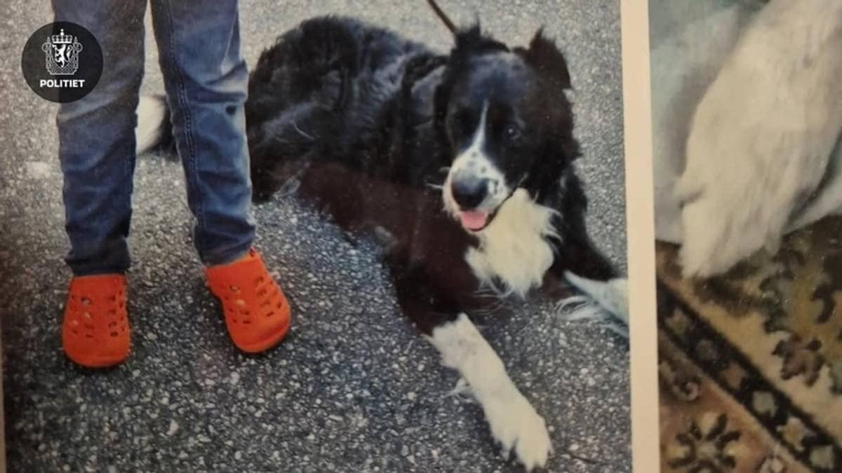 Forsvunnet hund: Politiet søker fortsatt etter Bamse i Oslo og omegn Forsvunnet hund: Politiet søker fortsatt etter Bamse i Oslo og omegn
