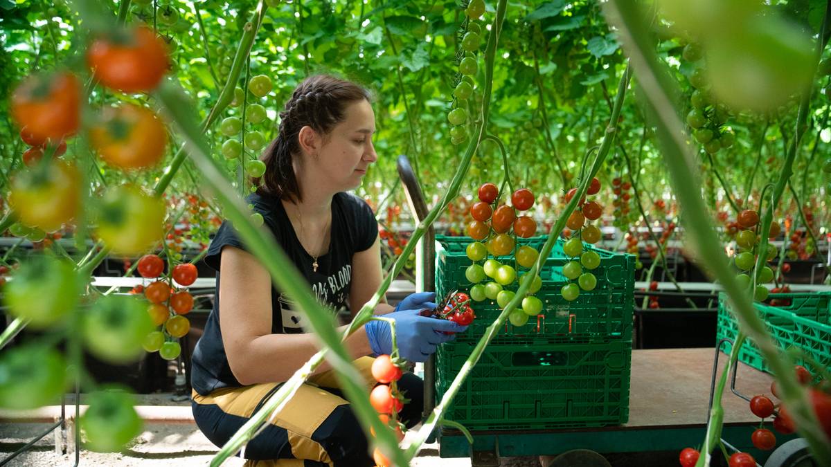 Tomatoes grown on cow dung and food waste are ready for stores – NRK Westfold and Telemark – Local News, TV and Radio
