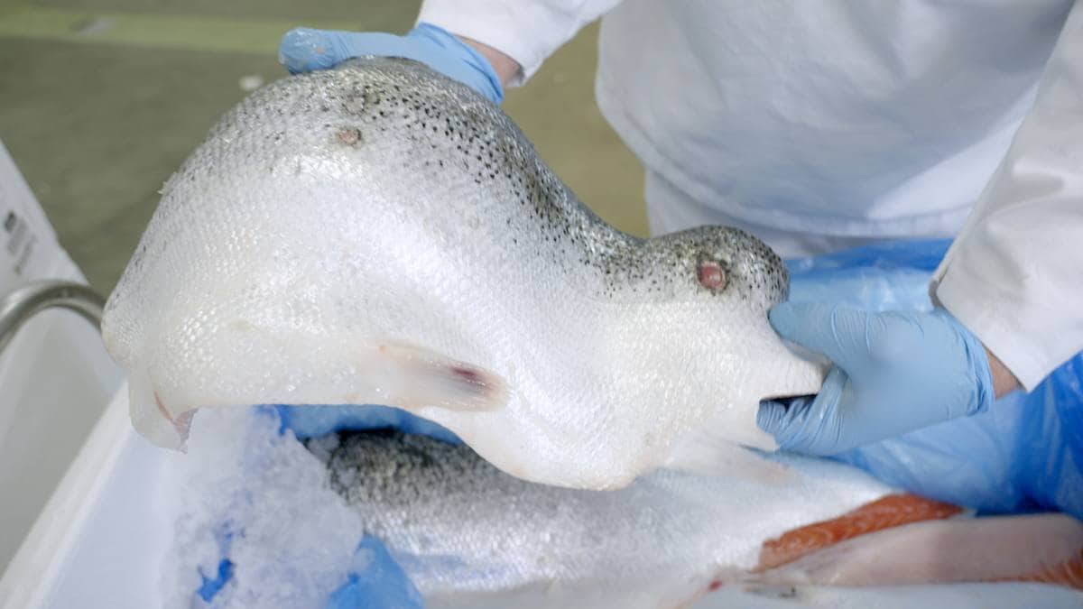 NRK dro til en lakse­fabrikk i Europa