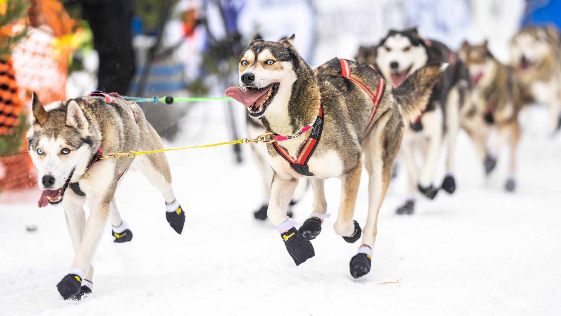 Flere kandidater til å vinne FL600: – Er det i år alt skal klaffe for finnen?