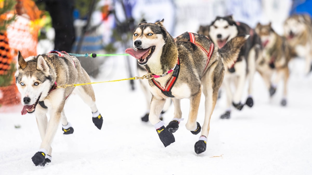 Flere kandidater til å vinne FL600: – Er det i år alt skal klaffe for finnen?