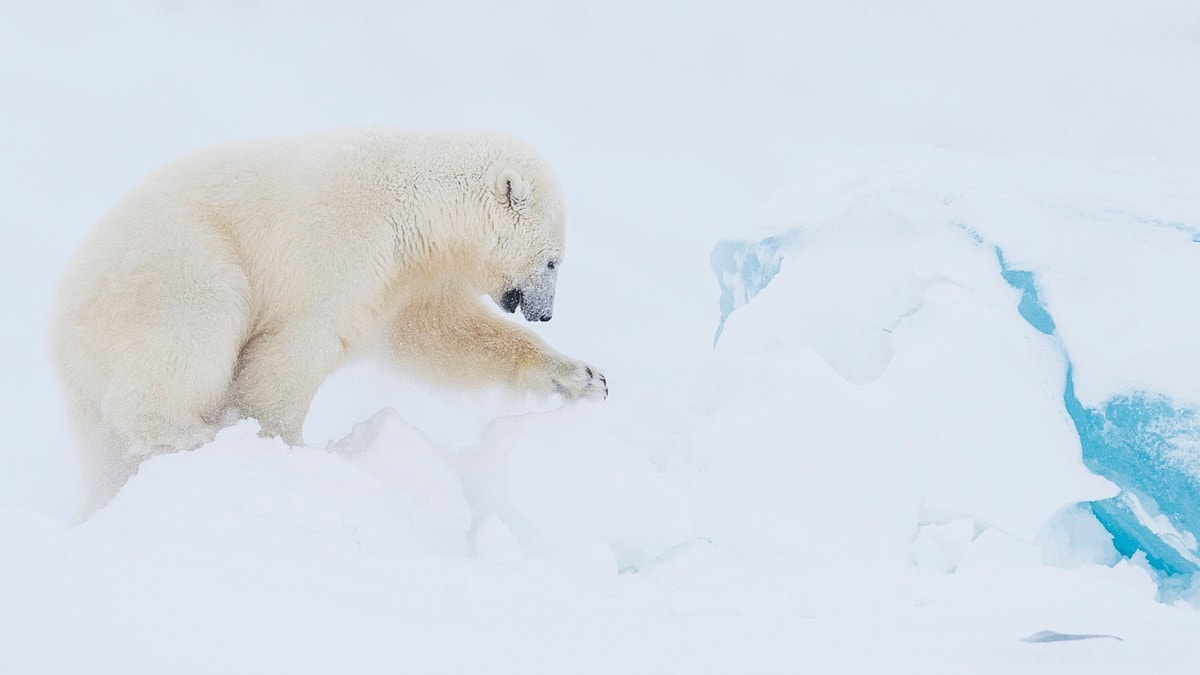 Isbjørn forstyrres av skuterkjørere: nå stenges populært turområde på Svalbard