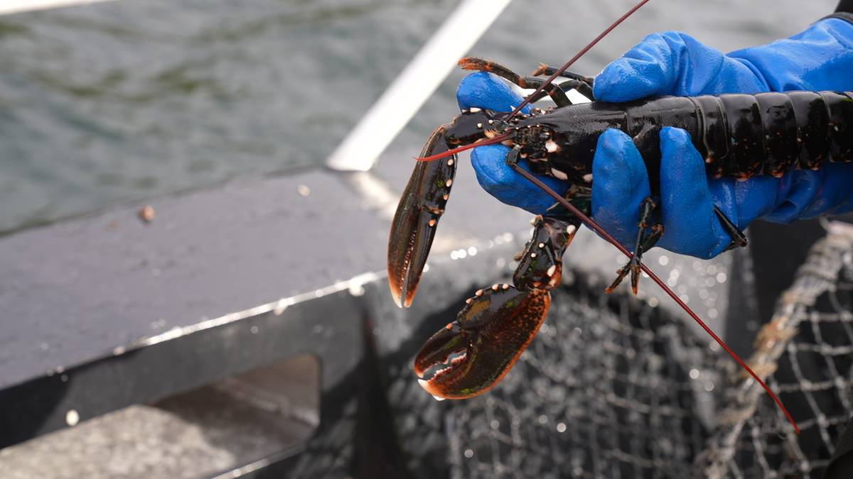 Kvinnene dropper hummerteinene
