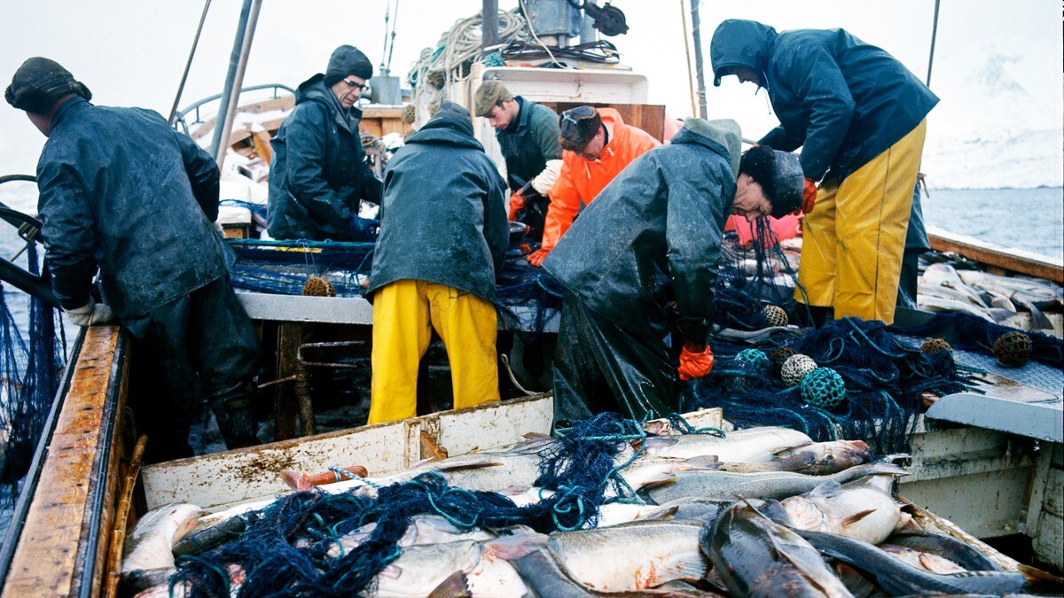 En tredel av verdens fiskefangst kastes