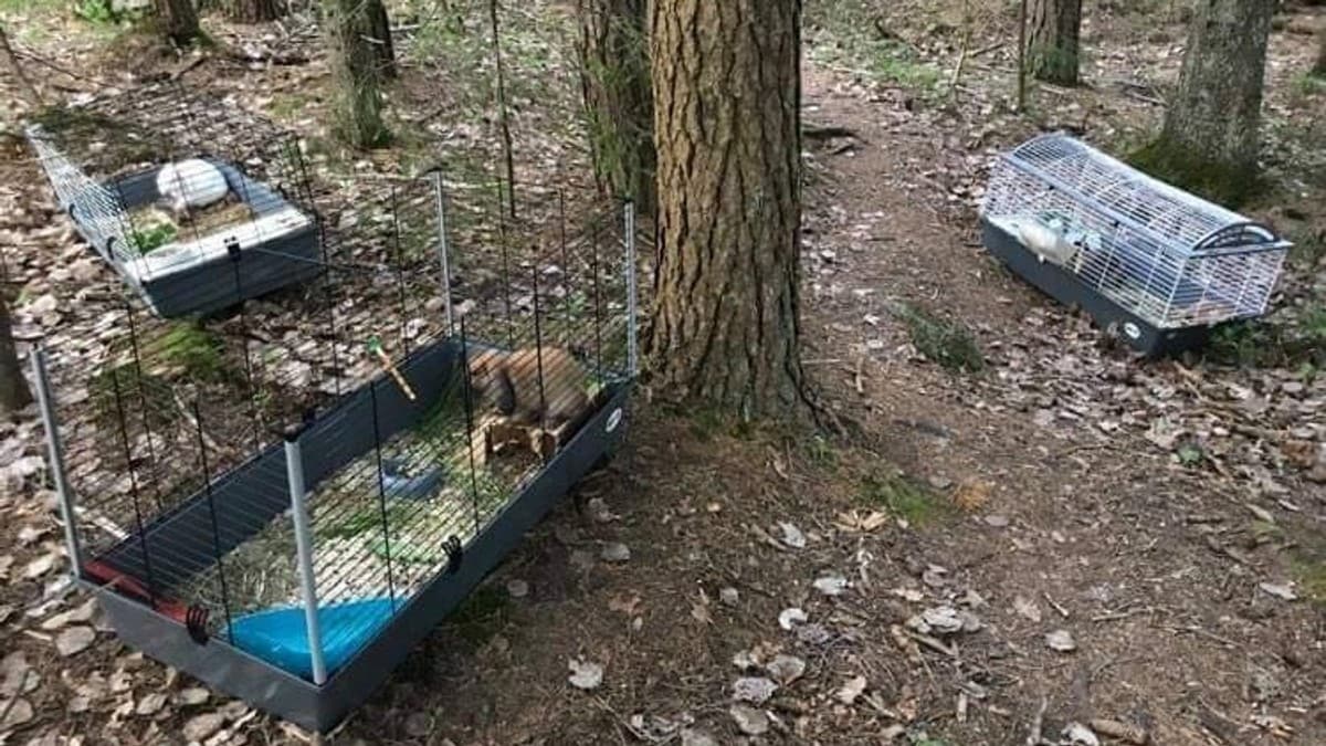 Dumpet kaniner midt i skogen: – De er kastet som søppel
