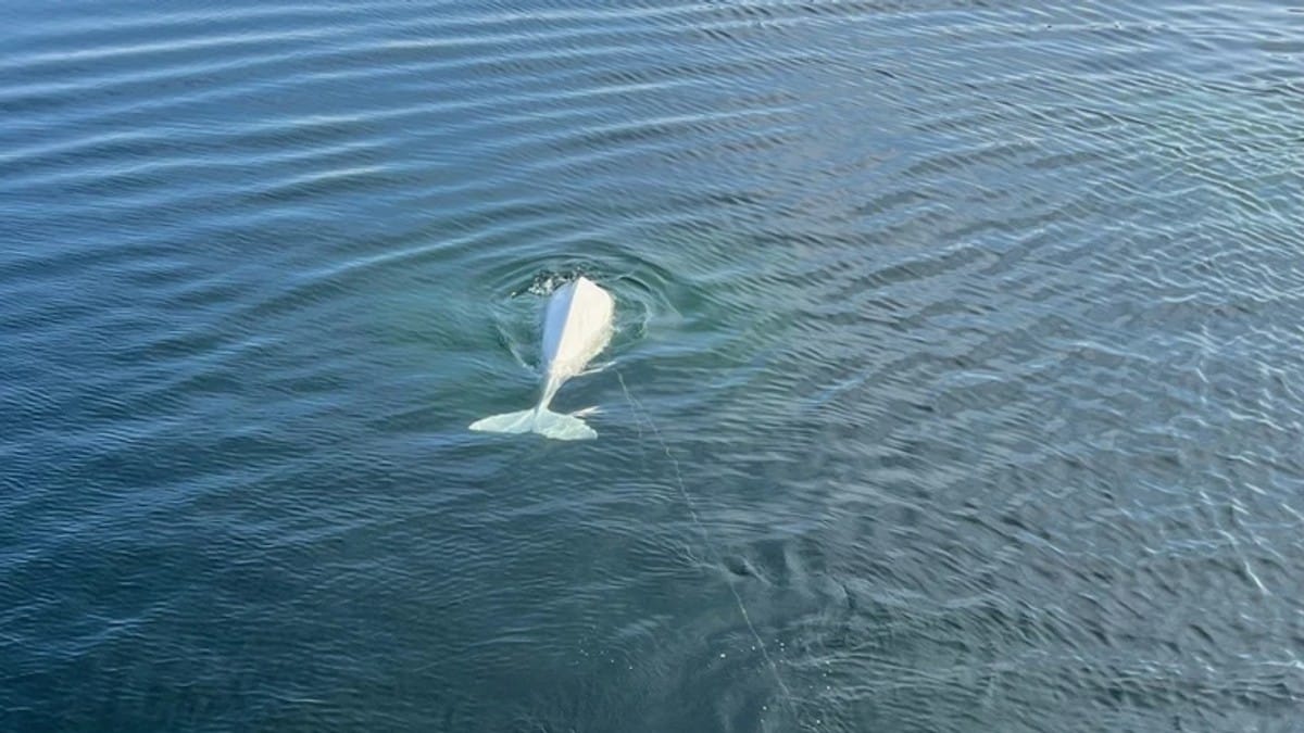 Politiet meldte om hval fast i garn – lekte med tauene