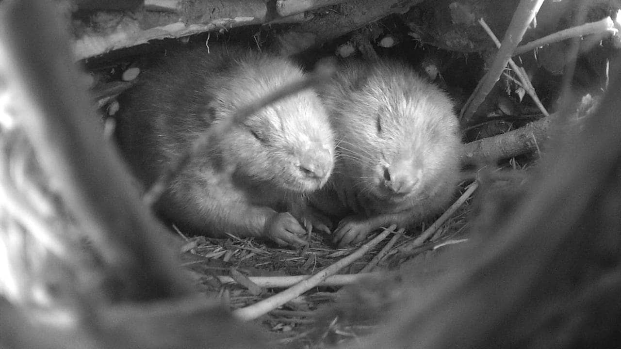 Bever-paret Åse og Edvin ligger inne i en beverhytte i Telemark