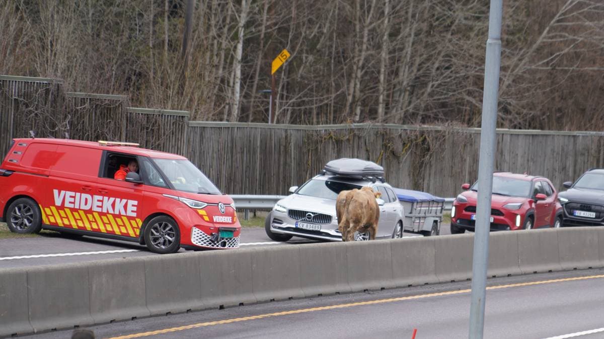 Ku på E18 avlivet – trafikken går som normalt igjen