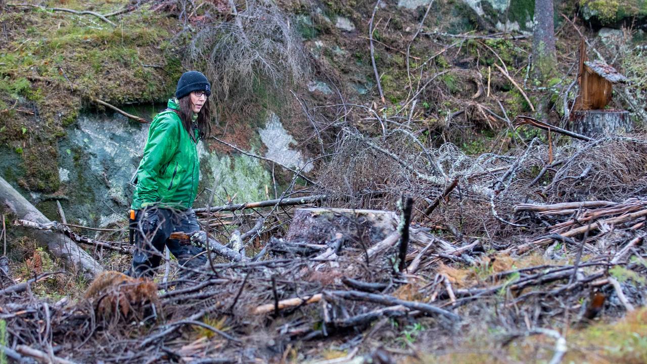 skog vinterbro