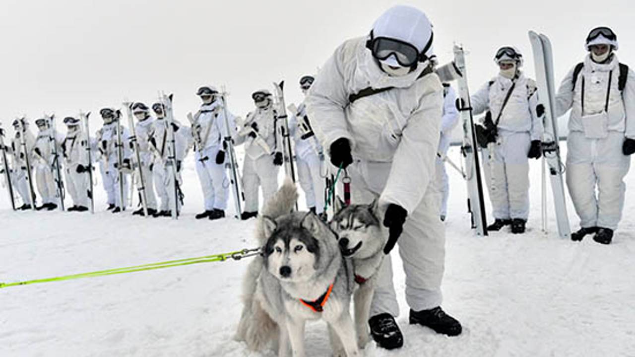 Hunder og soldater under øvelsen av den arktiske brigaden