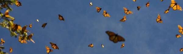 Verdensarv Monarch-sommerfugler