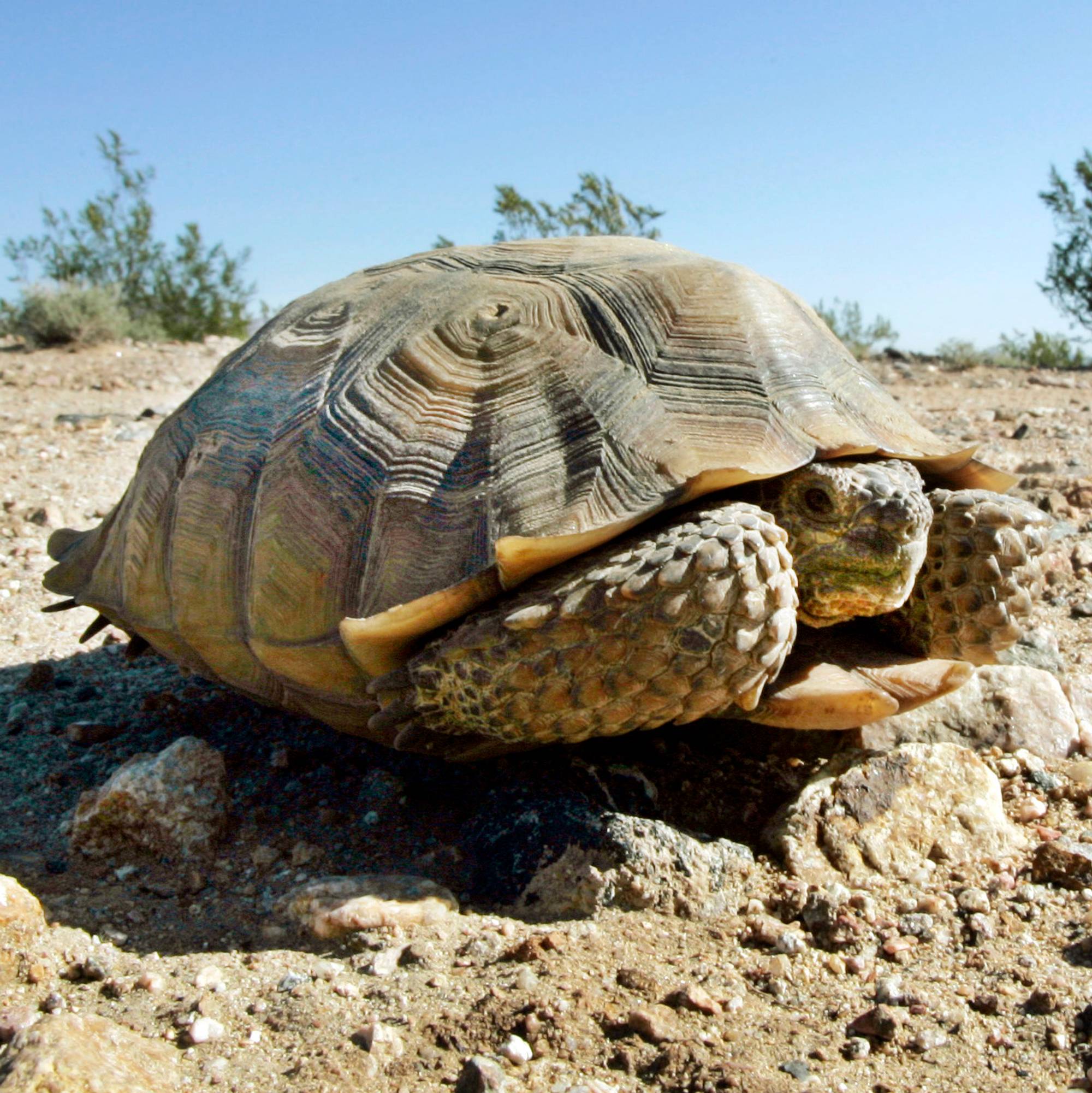 Черепахи в природе. Черепаха Гофер. Пустынный Западный Гофер. Черепаха пустыни Гофер. Черепахи в пустыне сахара.
