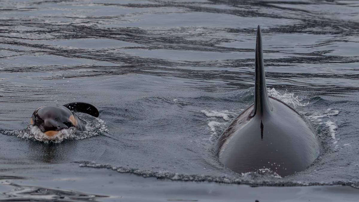 Spekkhogger kalvet utenfor Skjervøy: Forskere fikk unike bilder av livets start