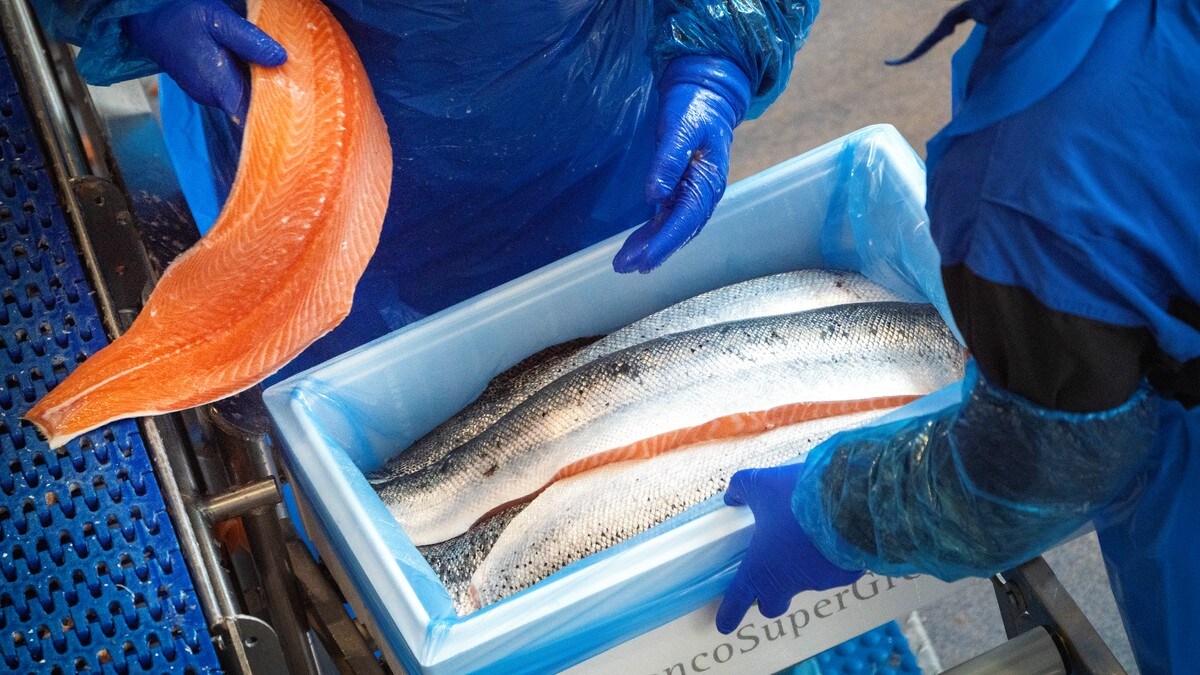 Rekordår for norsk sjømateksport: – Kommer til å ende på over 170 milliarder kroner