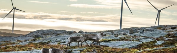 Reinsdyr på Storheia, Fosen