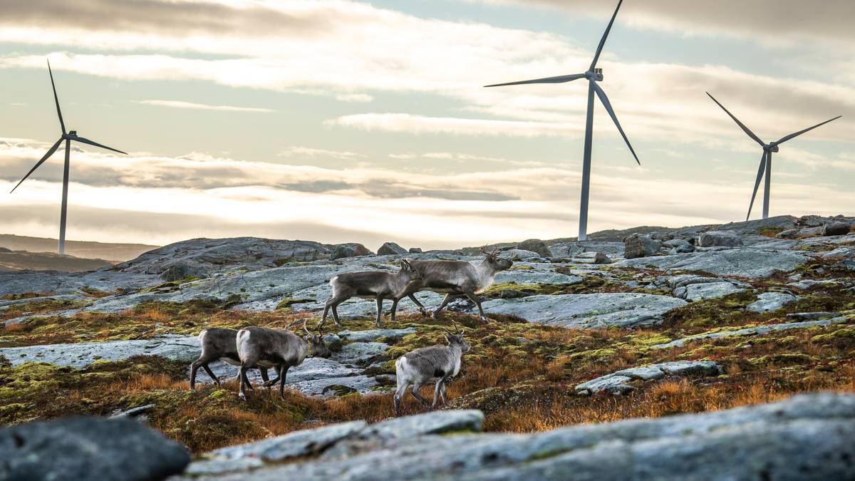 Vil ikke ha Fosen-rein: – Folk er redde