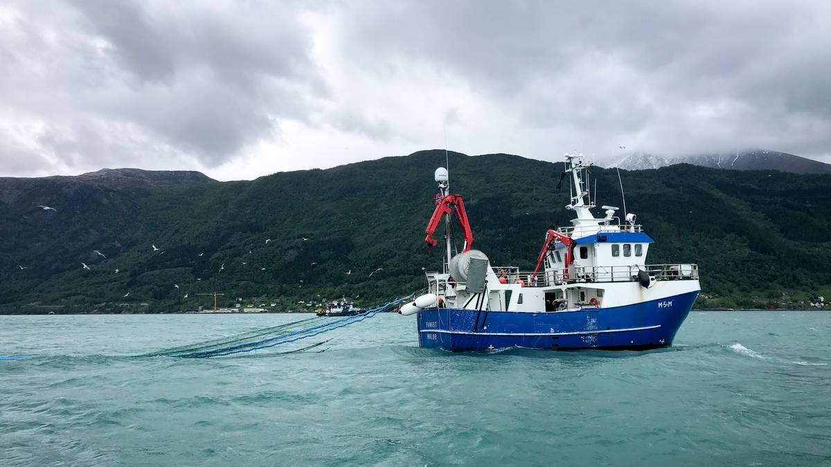 Mattilsynet Advarer Mot å Spise Fisk Fra Hardangerfjorden Og Sognefjorden Nrk Vestland 