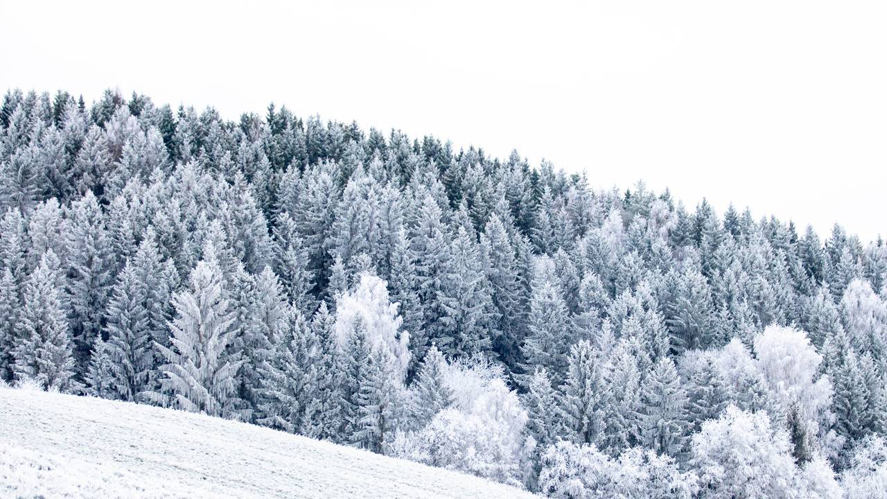 skog gran vinter