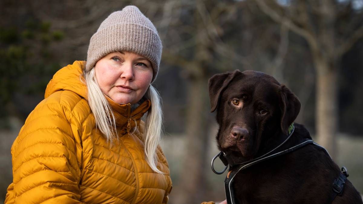 Anton the Labrador is a diabetic dog and can smell when the owner feels it – NRK Norway – Overview of news from different parts of the country