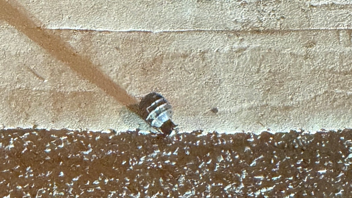 Politiets trusselvurdering: – En utvikling vi ikke har sett tidligere