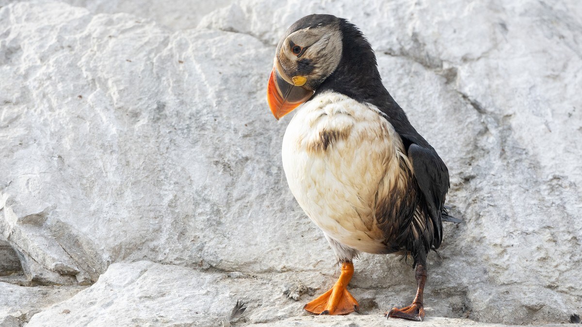 Oljeutslipp i Vardø: Får ikke lov til å hjelpe fuglene