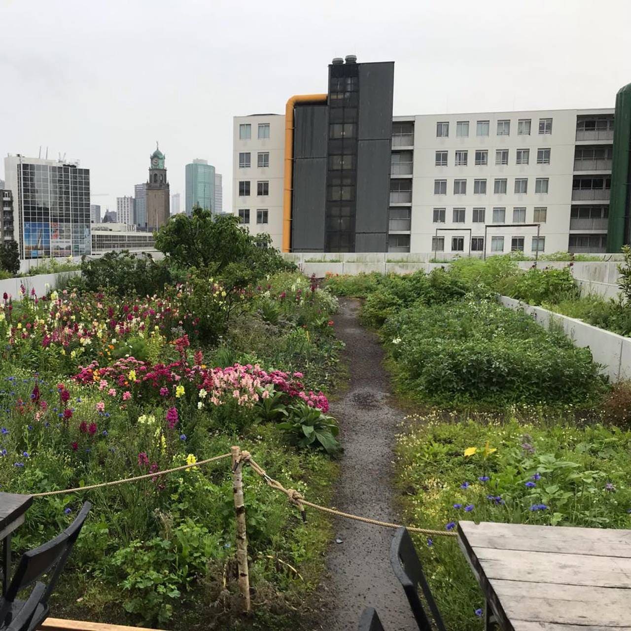 Det blomstrer på taket i Rotterdam
