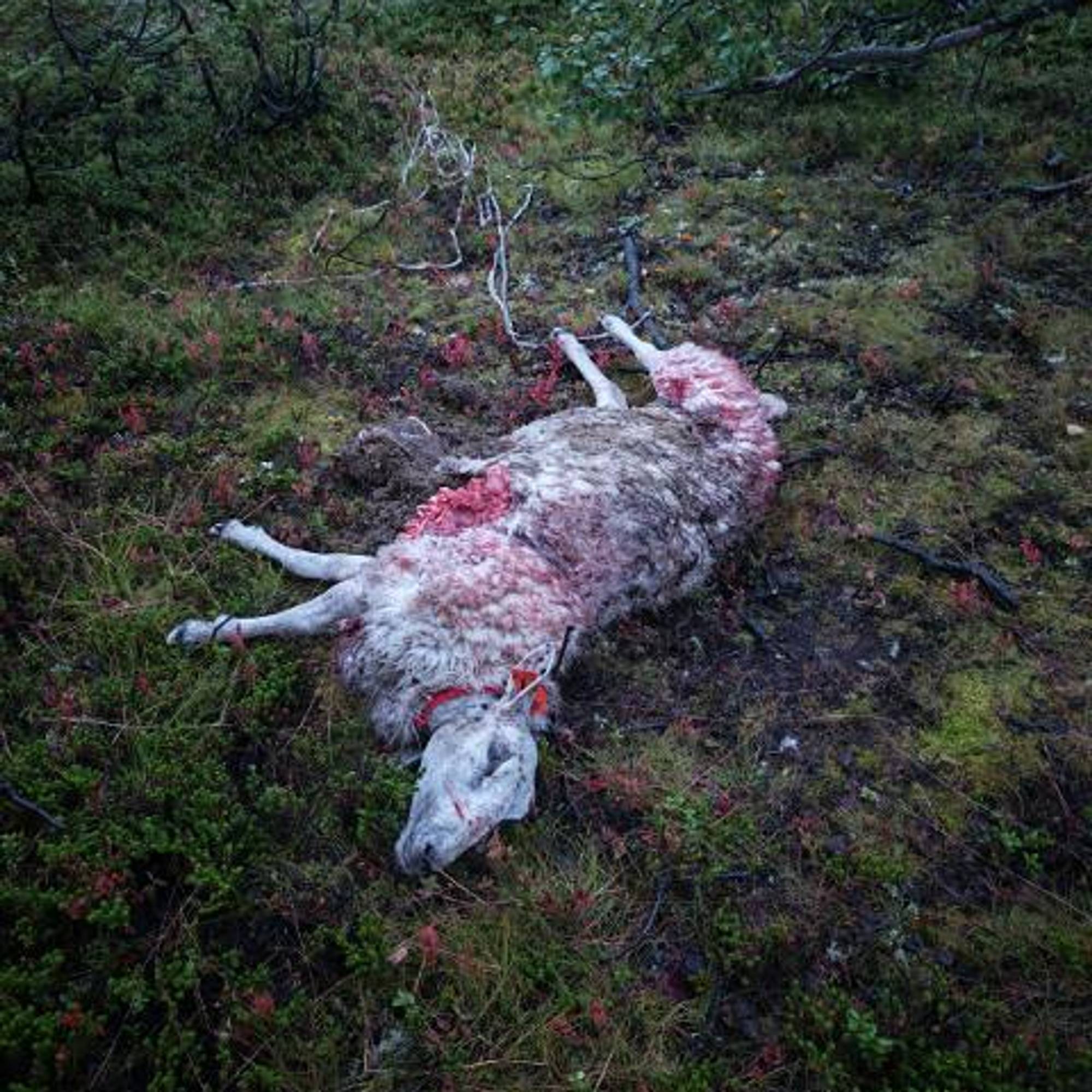 Død sau i skogen