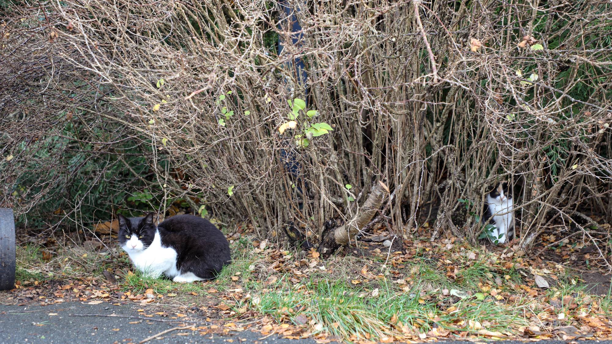 Katter