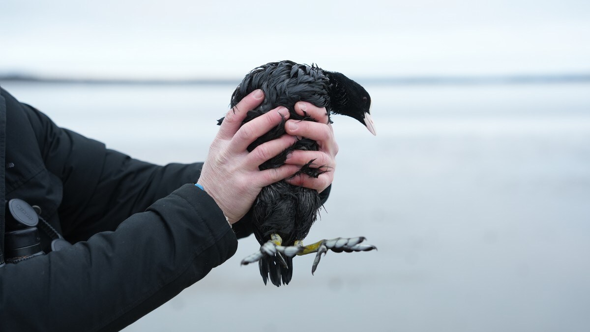 Fugler skadet etter utslipp av soyaolje: Kan dø av nedkjøling
