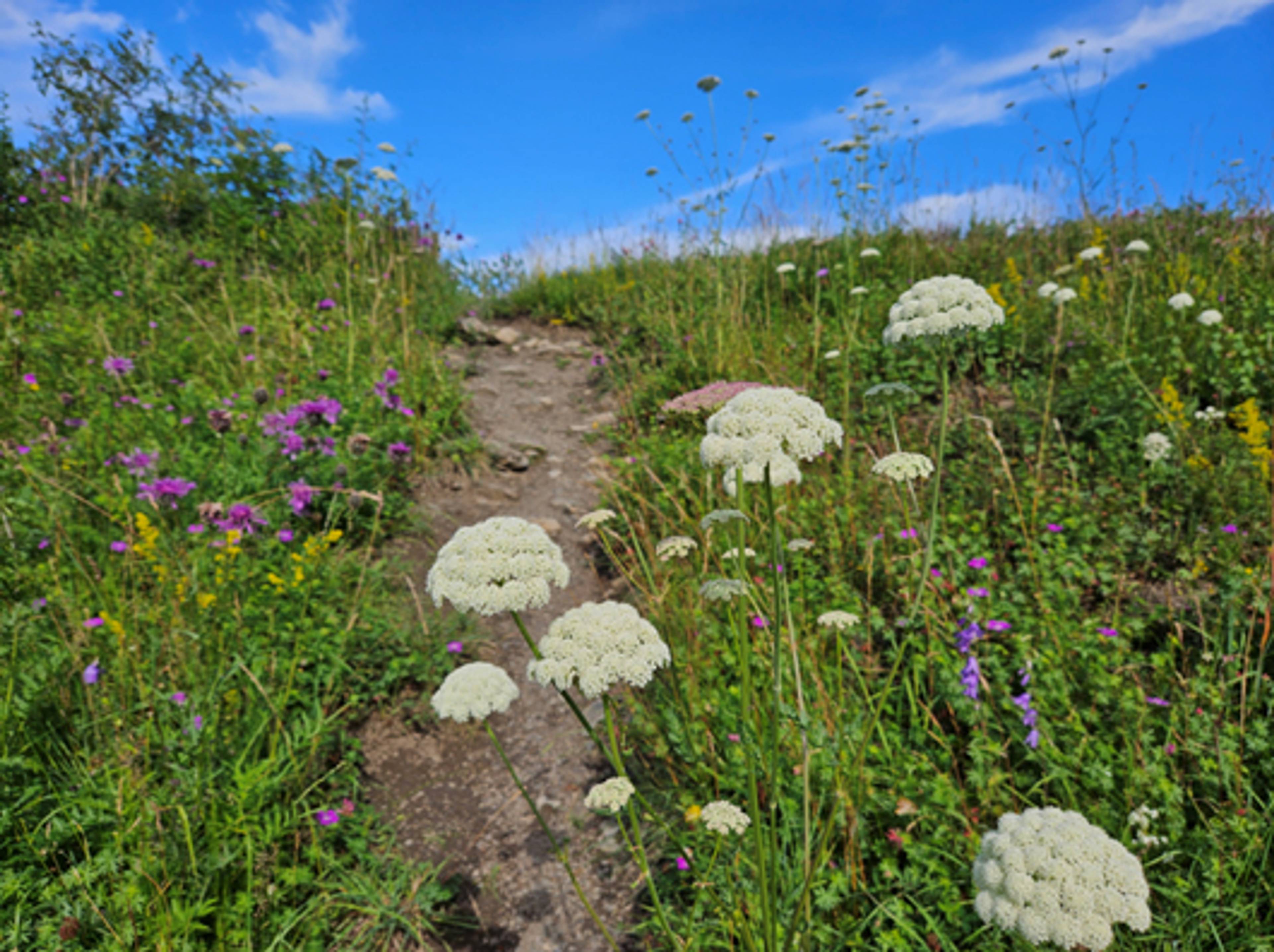 Blomstersti